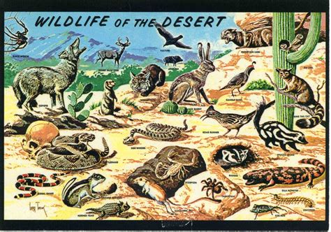 Ashengate, reliquary of the scale: Wildlife of the Desert | Desert animals, Postcard, Wildlife