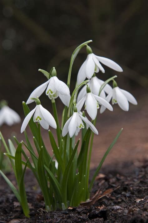 Galanthus Nivalis Snowdrop Flowers In Very Early Spring For Around