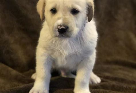 Great Pyrenees Lab Mix Dogs For Sale Price