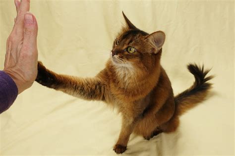 Training Cats To Do Tricks Buzzypet