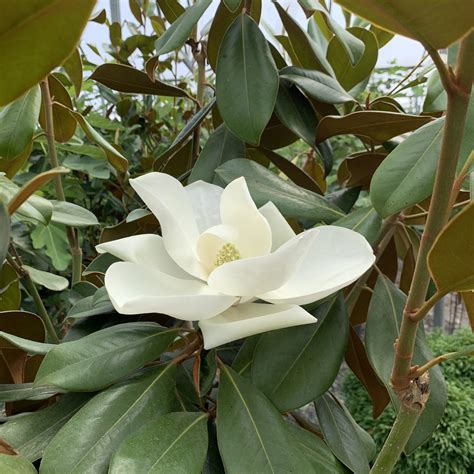 Magnolia Grandiflora Ferruginea Architectural Plants