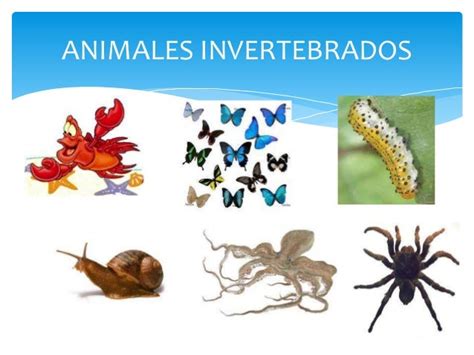 Animales vertebrados e invertebrados