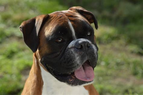 23 Information About Boxer Dog Image Bleumoonproductions