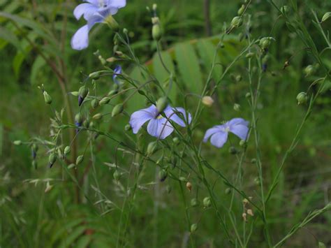 Wildflower Wild Blue Flax Linum Lewisii Youghiogheny River Trail