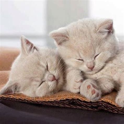 Beige Babies Sleeping Kitten Kittens Cutest Cute Animals