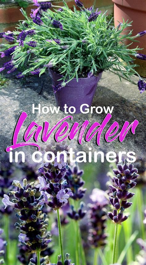How To Grow Lavender Growing Lavender In Pots Lavender Plant Care