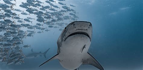 Reversing The Decline In Shark And Ray Populations Is Possible But