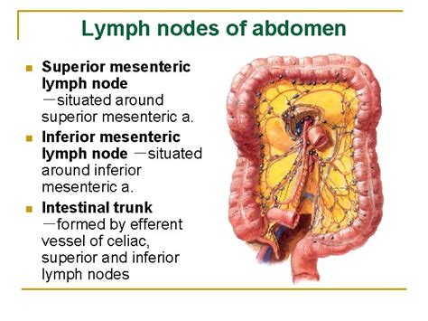 The Lymphatic System Shandong University Liu Zhiyu Introduction