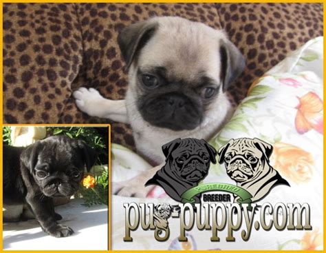 Email us to receive information about our puppies for sale. Pug puppy dog for sale in Saugus, Massachusetts