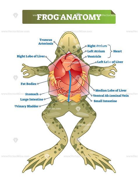 Frog Anatomy Educational Vector Illustration Diagram Childrens