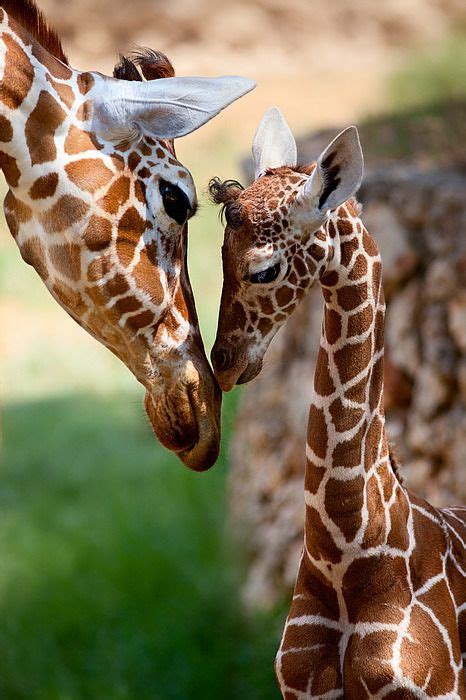 Beauty Rendezvous Giraffe By Yuri Peress Animals Wild Cute