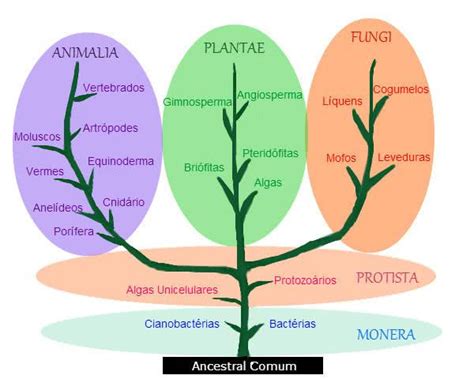 Clasificación De Los Seres Vivos Toda La Materia Definiciones Y