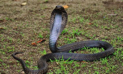 Equatorial Spitting Cobra Animal Facts Naja Sumatrana A Z Animals