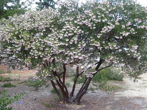 California Native Trees Tree Of Life Nursery