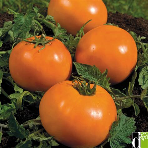 Tomate Orange Queen Bio Graine De Tomate Magellan Bio