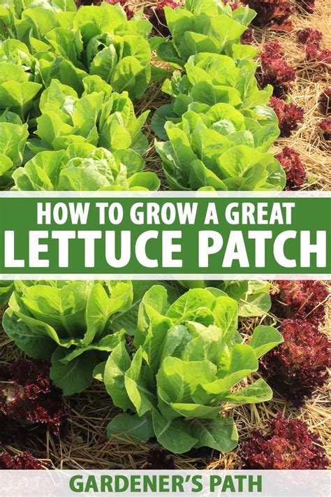 How To Grow Your Own Lettuce Tips For Leaf And Head Types Gardener