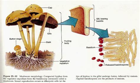 Fungi Labelled Diagram
