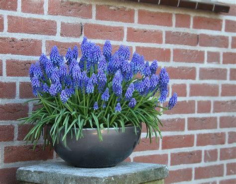 Stunning Blue Color Of Muscari Makes The Perfect Companion Plant And