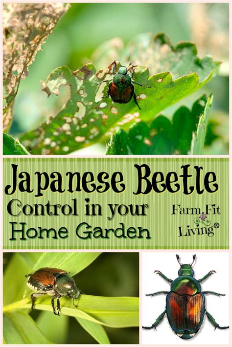 Japanese Beetle Control In Your Home Garden Farm Fit Living