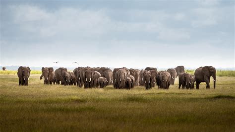 Herd Of Elephants Amboseli National Park Kenya 4k Wallpaper