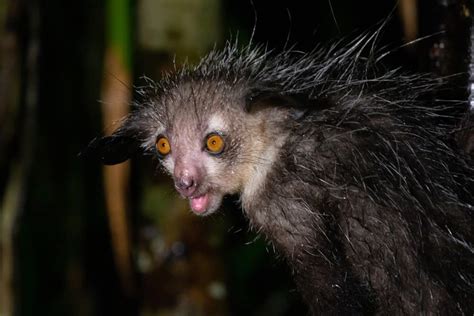 The 10 Ugliest Animals On Earth