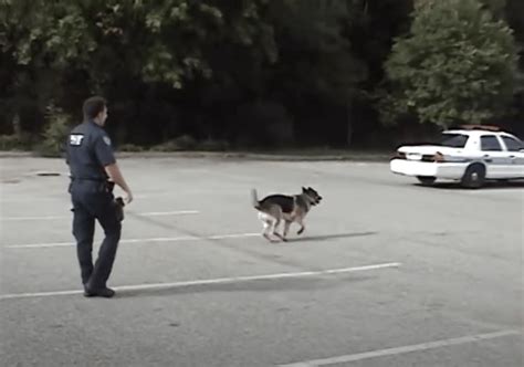 Video Watch This Clever K9 Open And Close Police Patrol Car By