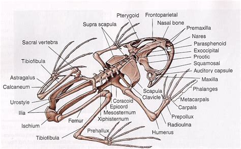 Zoology Scientific Illustration Anatomy