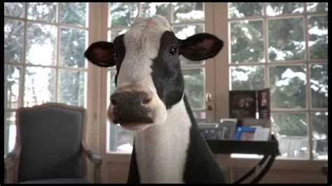 Cow Singing Bruno Mars Youtube