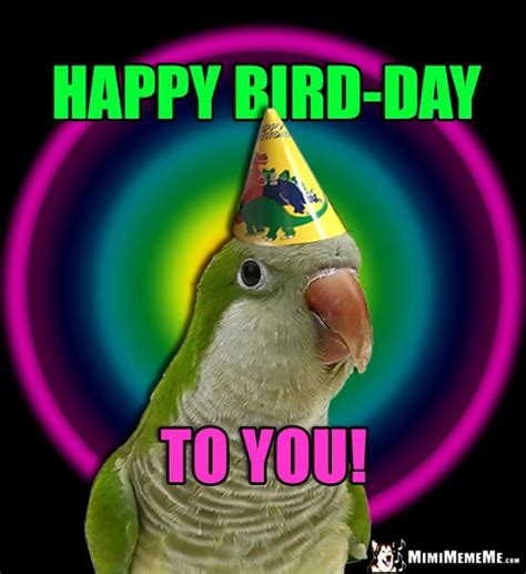 Parrot Wearing Party Hat Happy Bird Day To You Happy Bird Day
