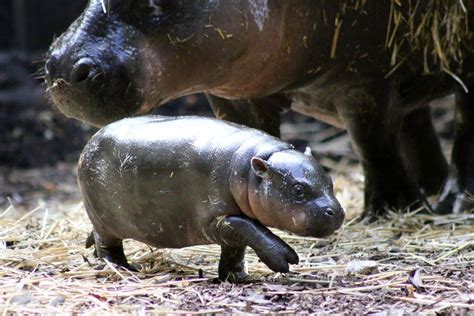 Rare Pygmy Hippo Born At Taronga Zoo Australian Geographic