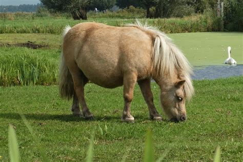 Pony Horse Grazing Free Photo On Pixabay Pixabay