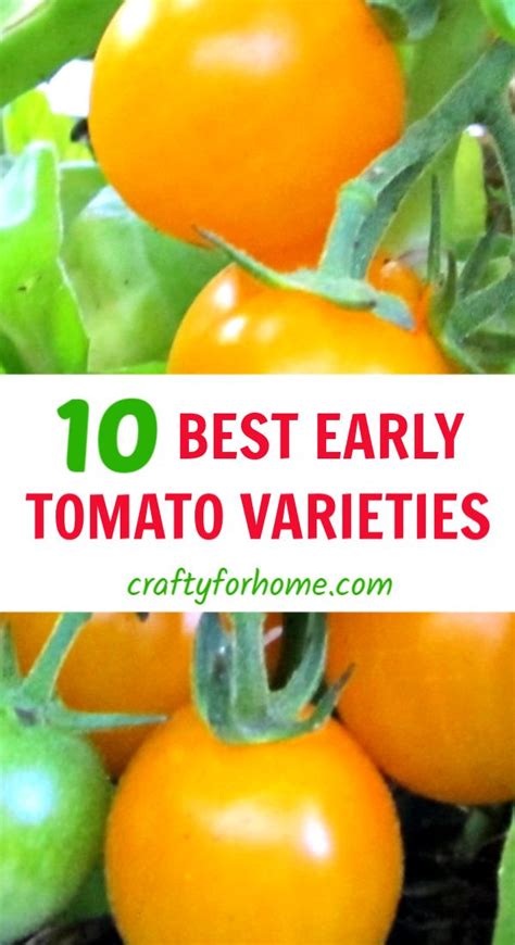 Best Early Tomato Varieties Tomato Growing Tomatoes Gorgeous Gardens