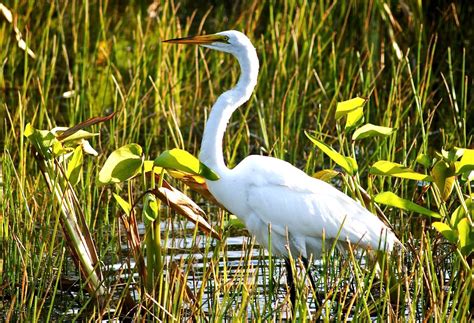 Great White Egret