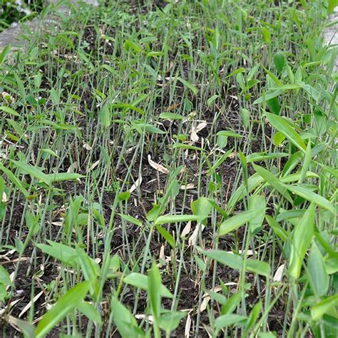 Sasa tsuboiana is a species of flowering plant in the family poaceae found in japan. Sasa tsuboïana | BAMBUSA