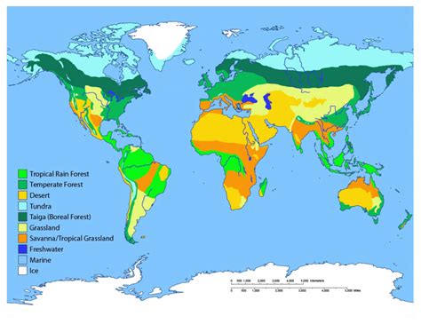 Different Types Of Biomes In The World Green Living Answers