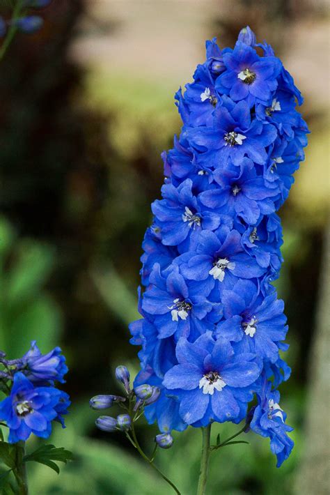 Usernamepasa Real Blue Flowers For Sale Blue Flower Delivery Blue
