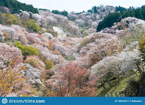 Cherry Blossoms At Nakasenbon Area In Mount Yoshino Nara Japan Mt