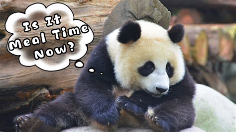 【super Panda】episode 256 The Daily Lives Of Foodie Pandas Ipanda