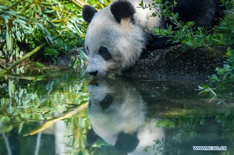 Giant Panda Yang Yang Seen At Schonbrunn Zoo In Vienna Xinhua