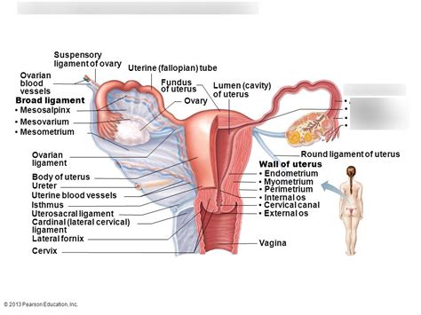 2714 Posterior View Of Female Reproductive Organs 2 Diagram Quizlet