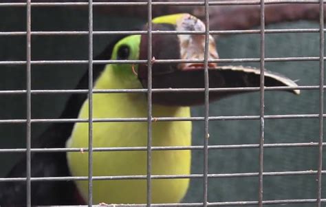 The Story Of Grecia The Toucan Who Lost Her Beak Will Break Your Heart