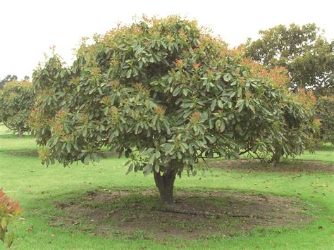 Spray the young trees six times per year. Avocado Tree Care | Avocado tree care, Avocado tree, Grow ...