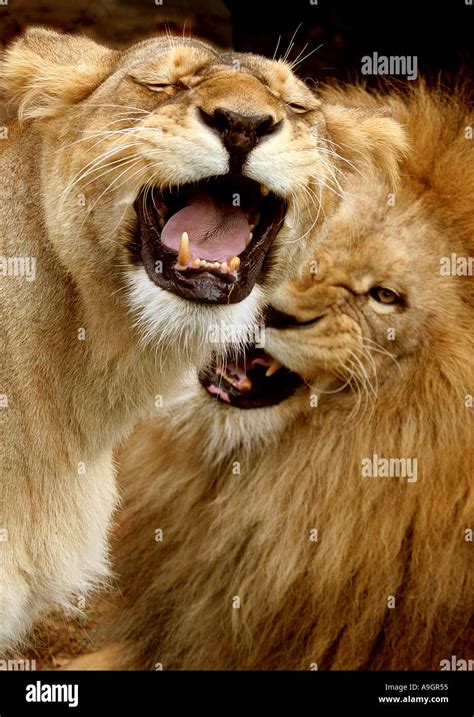Lion Panthera Leo Lioness Snarling With Male Lion Behind Stock Photo