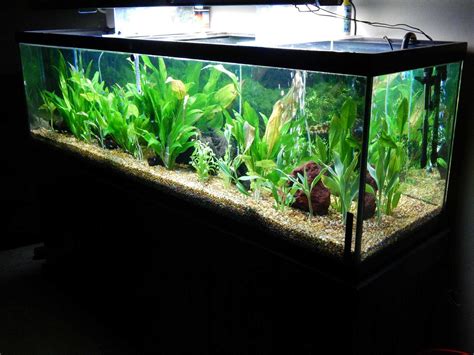 125 Gallon Freshwater Planted Aquarium Tropical Fish Site