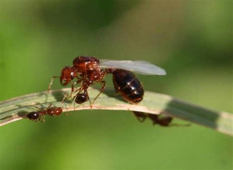 Imported Fire Ants Usu