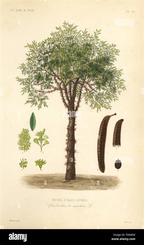 La Miel O La Langosta Espinosa Gleditsia Triacanthos Locust Tree