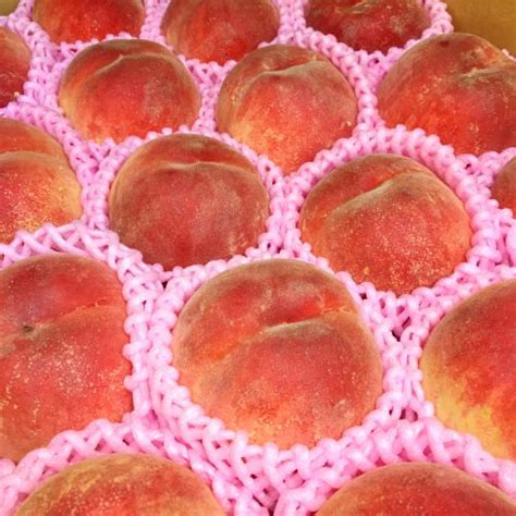 Japanese Misaka Hakuhou White Peach Daitouryou Grade — Momobud