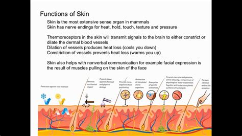 Functions Of The Skin Youtube