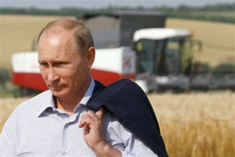 La Disponibilidad De Trigo Para Piensos Afectada Por Las Decisiones Rusas Avicultura
