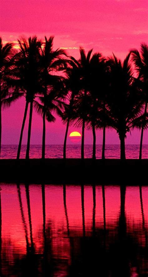 Pink Sunset With Palm Trees The Iphone Wallpapers
